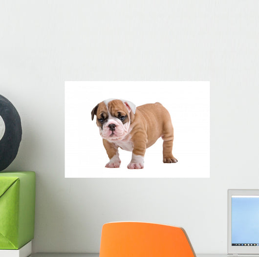 English Bulldog Puppy Wall Decal