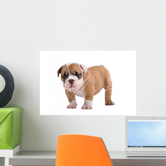 English Bulldog Puppy Wall Decal