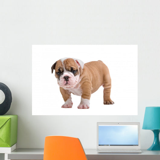 English Bulldog Puppy Wall Decal