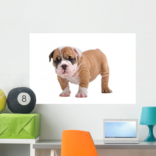 English Bulldog Puppy Wall Decal