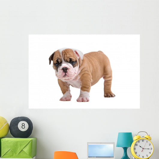 English Bulldog Puppy Wall Decal