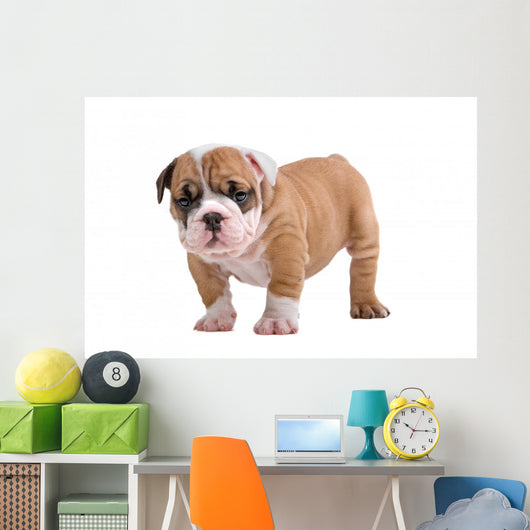 English Bulldog Puppy Wall Decal