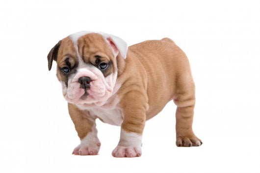 English Bulldog Puppy Wall Decal