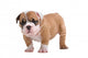 English Bulldog Puppy Wall Decal