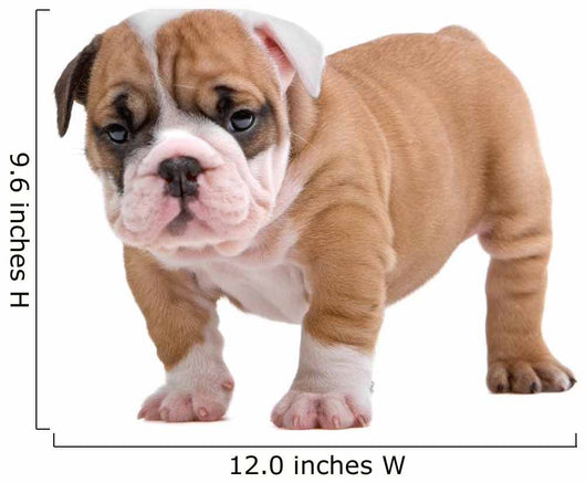 English Bulldog Puppy Wall Decal