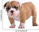 English Bulldog Puppy Wall Decal