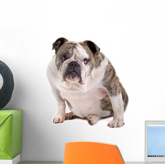 English Bulldog Wall Decal
