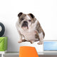 English Bulldog Wall Decal