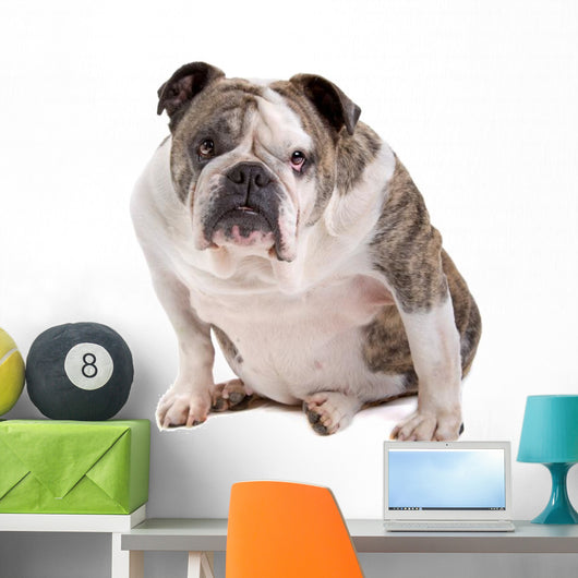 English Bulldog Wall Decal