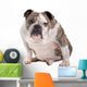 English Bulldog Wall Decal