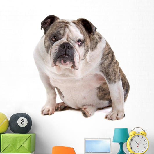 English Bulldog Wall Decal