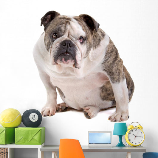 English Bulldog Wall Decal
