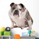 English Bulldog Wall Decal