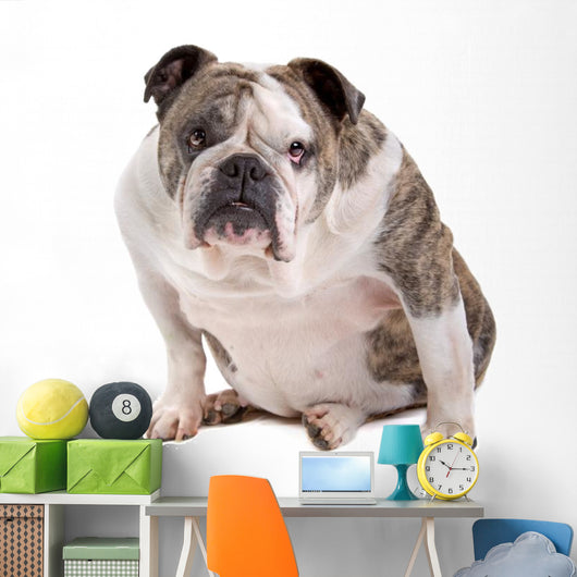 English Bulldog Wall Decal