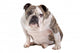 English Bulldog Wall Decal
