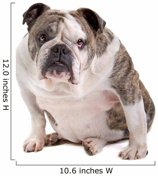 English Bulldog Wall Decal