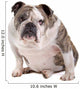 English Bulldog Wall Decal