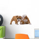 English bulldog puppies Wall Decal