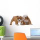 English bulldog puppies Wall Decal