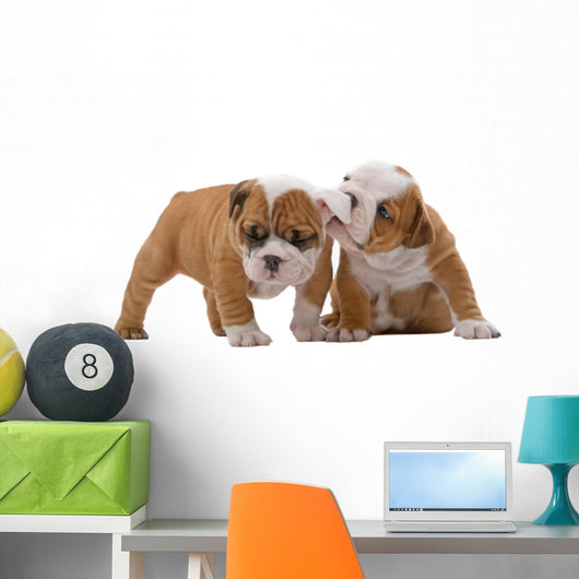 English bulldog puppies Wall Decal