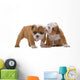 English bulldog puppies Wall Decal