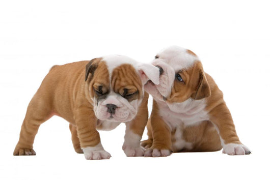 English bulldog puppies Wall Decal