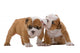 English bulldog puppies Wall Decal