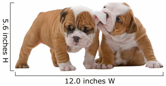 English bulldog puppies Wall Decal