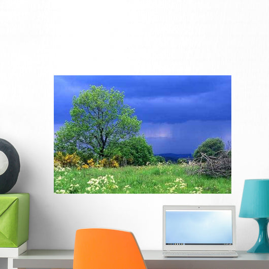 Sky Cover Wall Decal