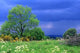 Sky Cover Wall Decal