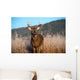 Whitetail Buck Standing Meadow Wall Mural