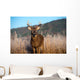 Whitetail Buck Standing Meadow Wall Mural