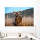 Whitetail Buck Standing Meadow Wall Mural
