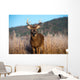 Whitetail Buck Standing Meadow Wall Mural