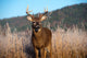 Whitetail Buck Standing Meadow Wall Mural