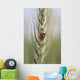 Up Ladybug Wall Decal