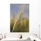 Up Green Wheat Head Wall Decal