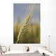 Up Green Wheat Head Wall Decal