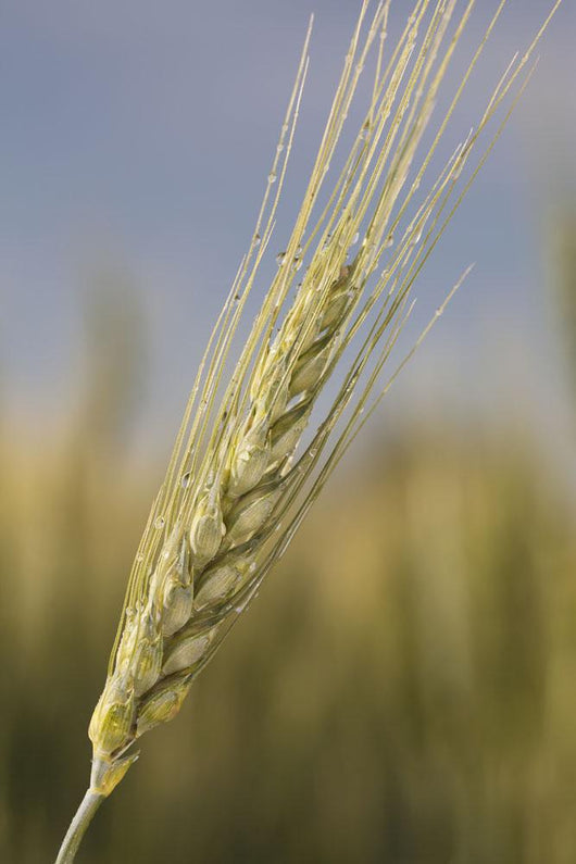 Up Green Wheat Head Wall Decal