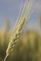 Up Green Wheat Head Wall Decal
