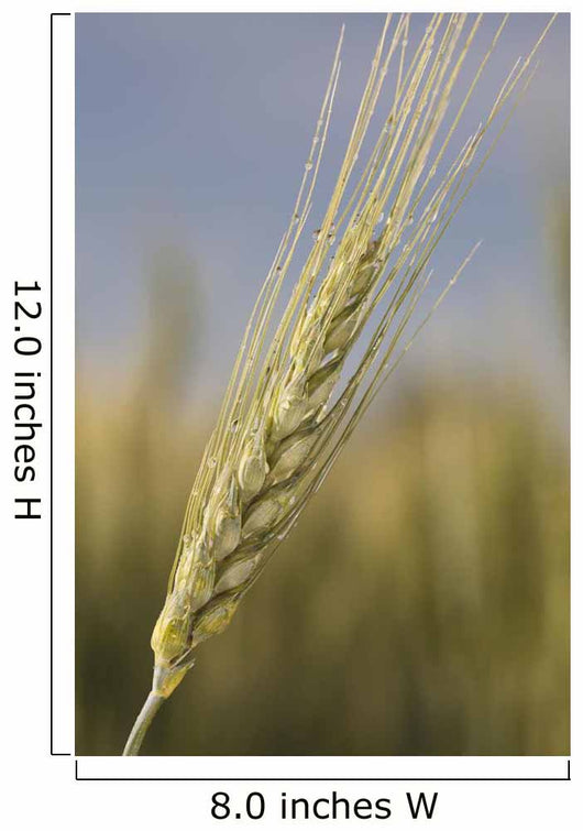 Up Green Wheat Head Wall Decal