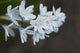 Up White Flowers Lake Wall Decal
