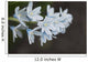 Up White Flowers Lake Wall Decal