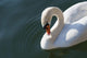 High Angle up Swan Wall Decal