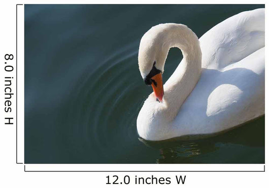 High Angle up Swan Wall Decal
