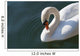 High Angle up Swan Wall Decal