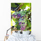 South Africa Scenes Constantia Wall Decal