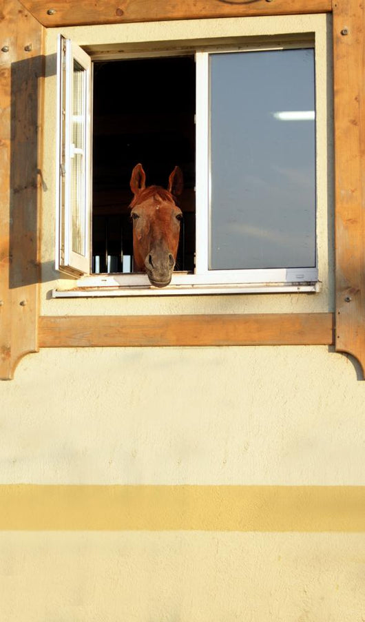Horse Window