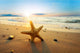 Starfish Beach