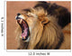 African Lion Wall Mural